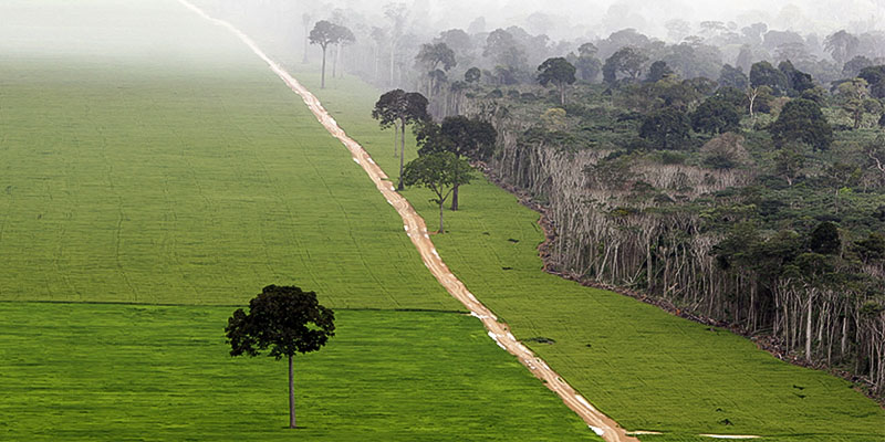 deforestazione foresta amazonica-22-800x400