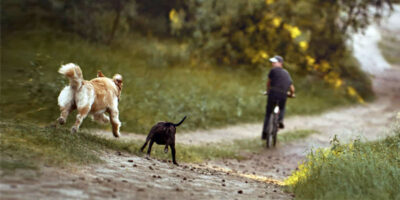 cane e inseguimenti pericolosi-1-800x400