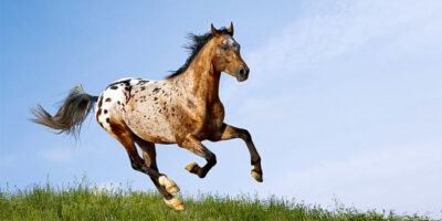 Appaloosa-1-800x400