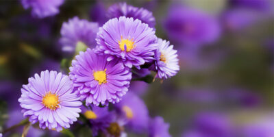 Aster-28-800x400