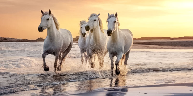 cavallo Camargue-1-800x400