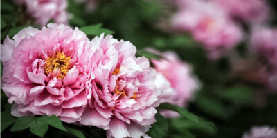 peonie-26-800x400