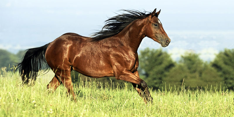 quarter horse-7-800x400