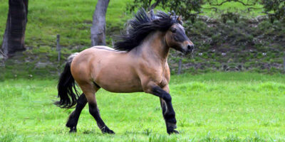 Pony Highland-1-800x400