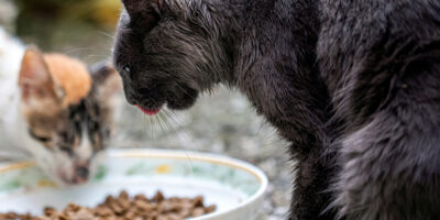 gatto-che-mangia