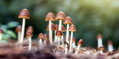 funghi-2-800x400