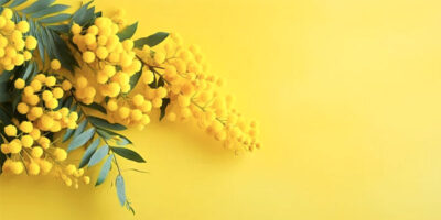 mimosa-32-800x400