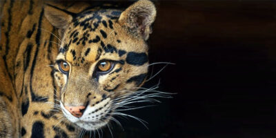 leopardo nebuloso-23-800x400