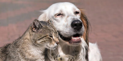 Cane e gatto anziano-1-800x400