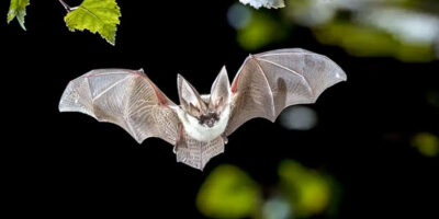 pipistrelli-1-800x400