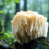 Hericium erinaceus1