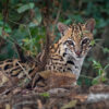 ocelot-1