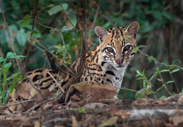 ocelot-1