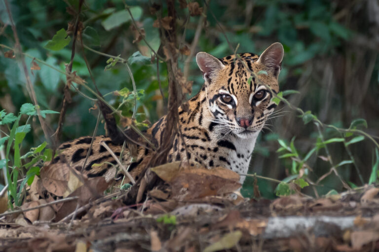 ocelot-1